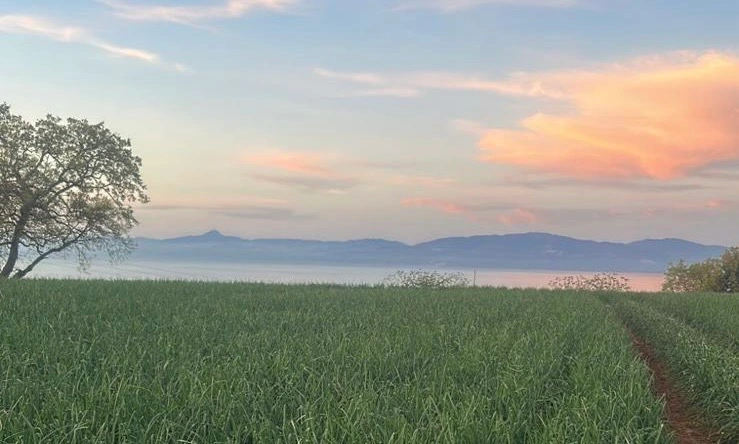 Campi coltivati a San Costantino di Briatico — Azienda Agricola Fratelli Morello