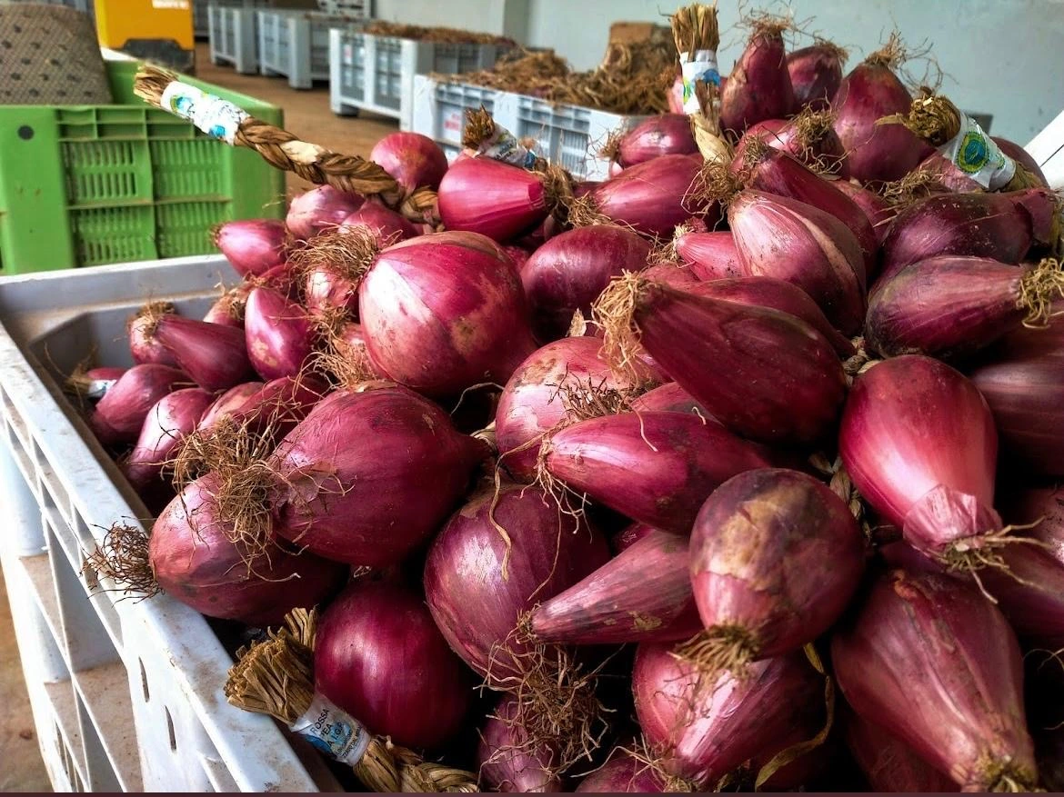 Cipolla Rossa di Tropea essiccata — Azienda Agricola Fratelli Morello