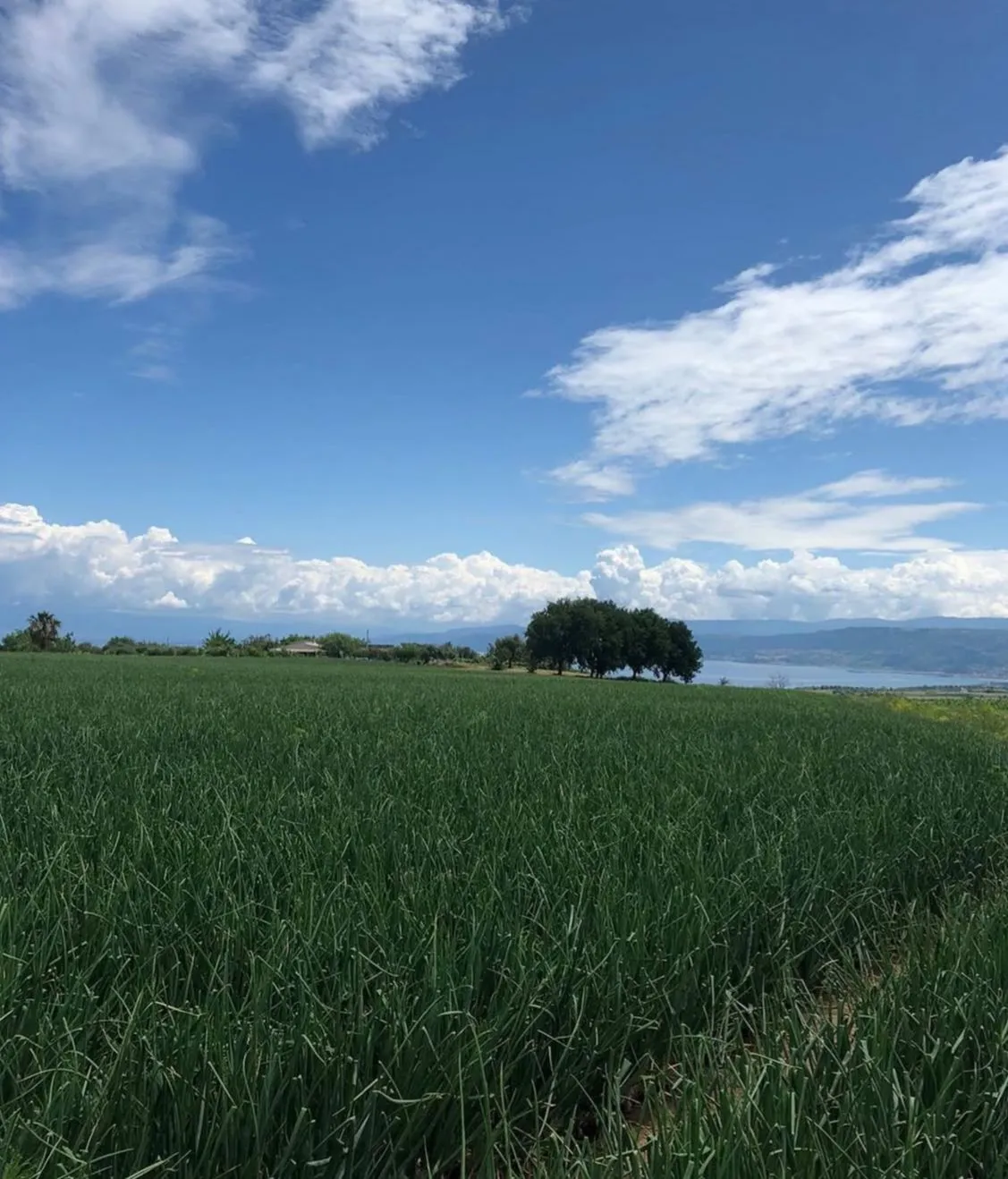 Il microclima costiero del Tirreno — Azienda Agricola Fratelli Morello