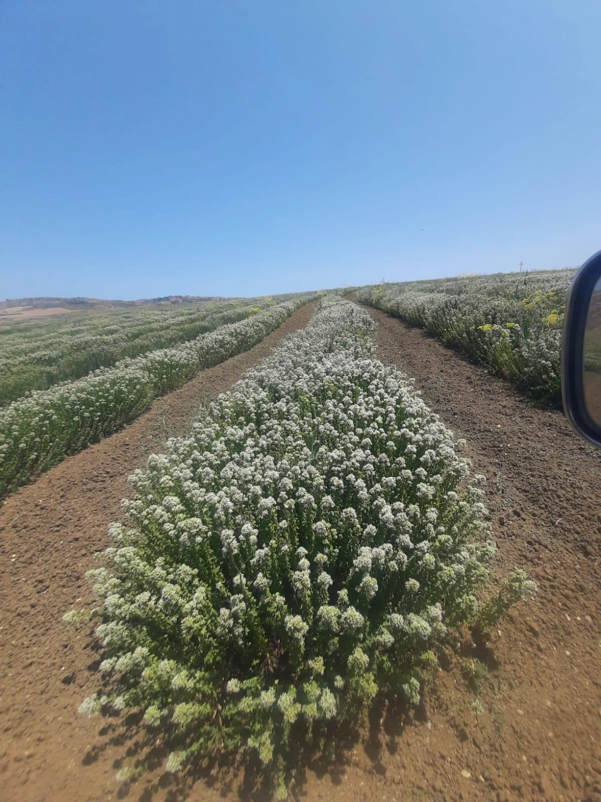 Origano calabrese — Azienda Agricola Morello