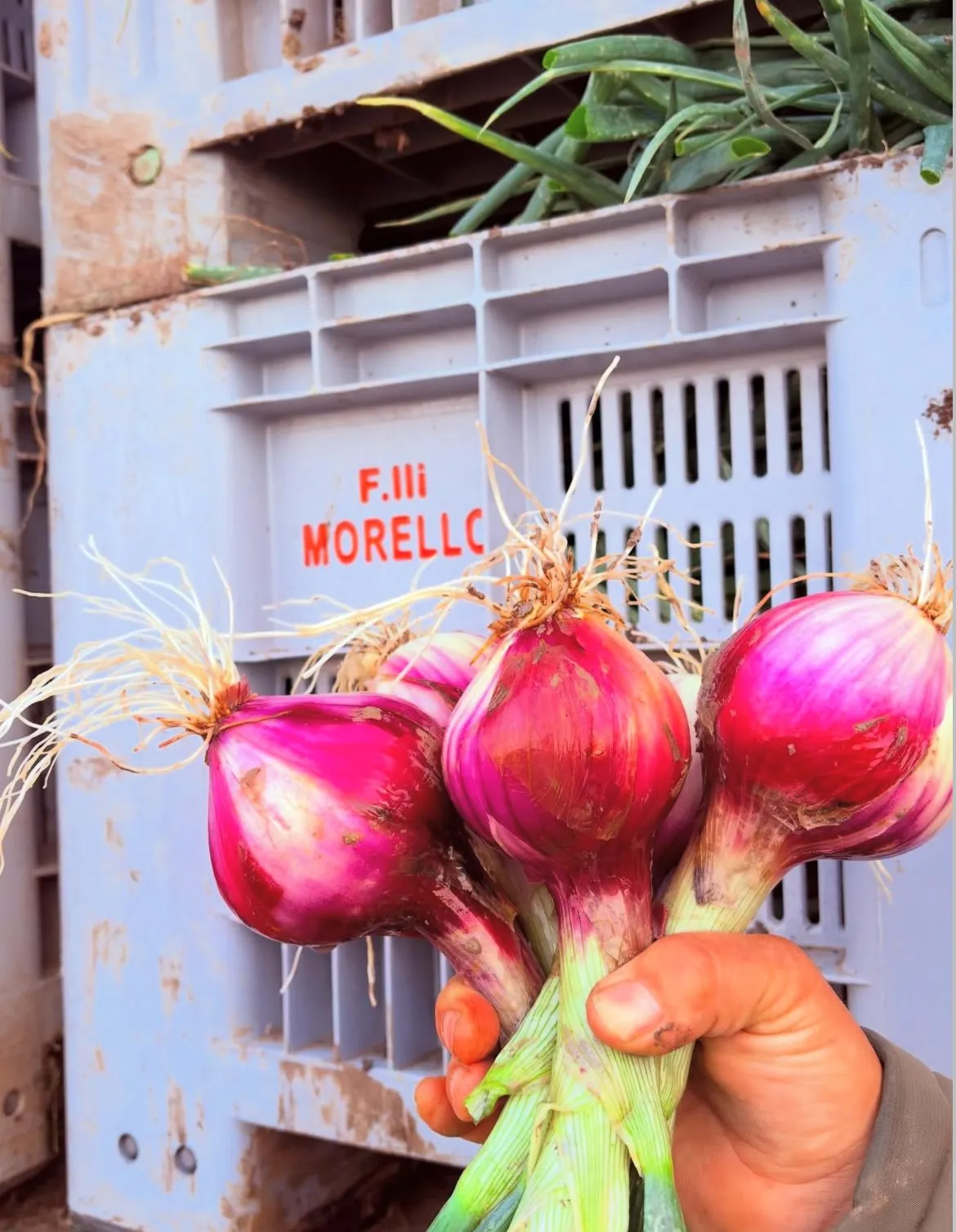 La terra si rispetta prima di coltivarla — Azienda Agricola Fratelli Morello