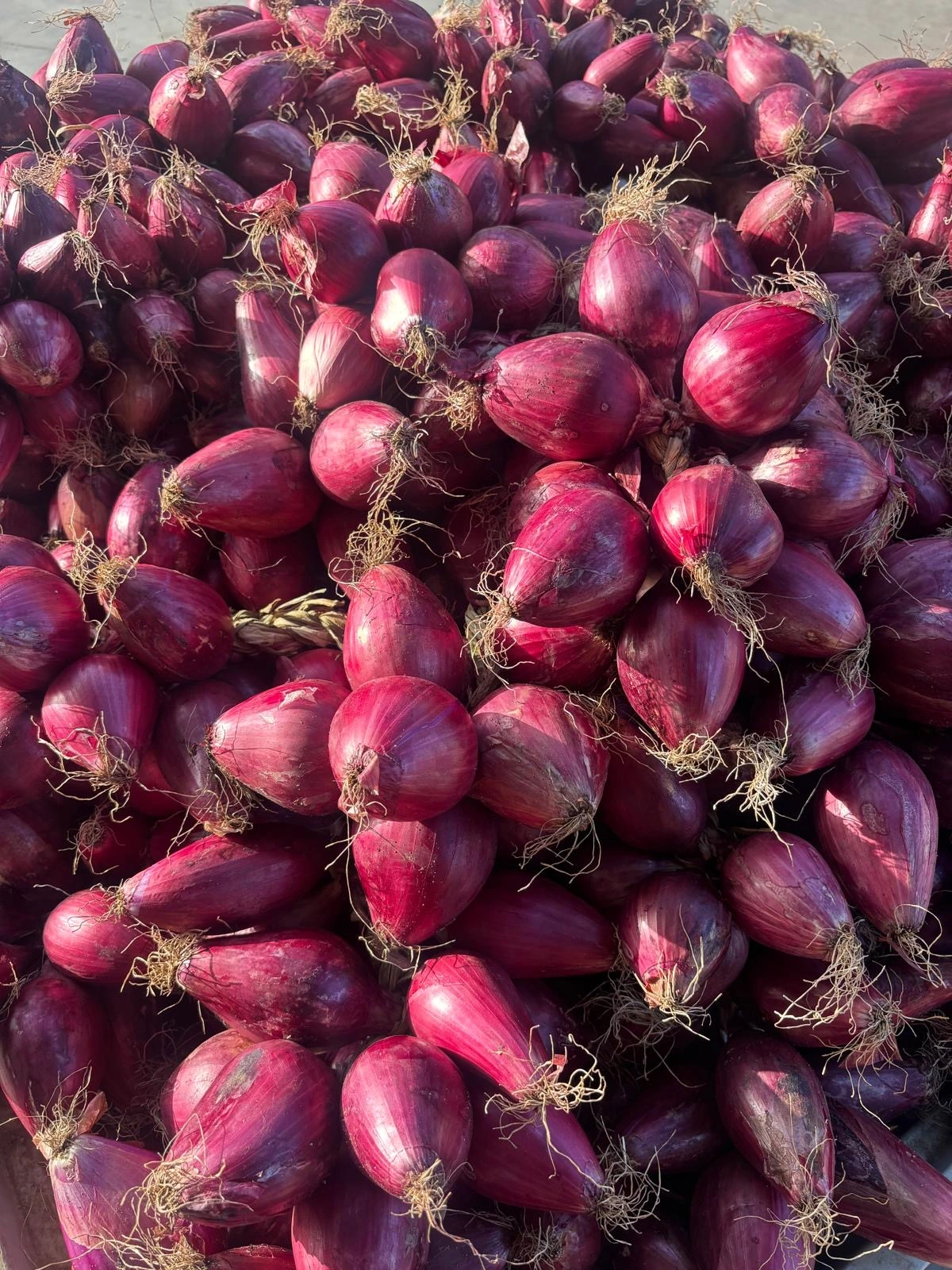 Cipolla secca — Treccia di Cipolla Rossa di Tropea intrecciata a mano