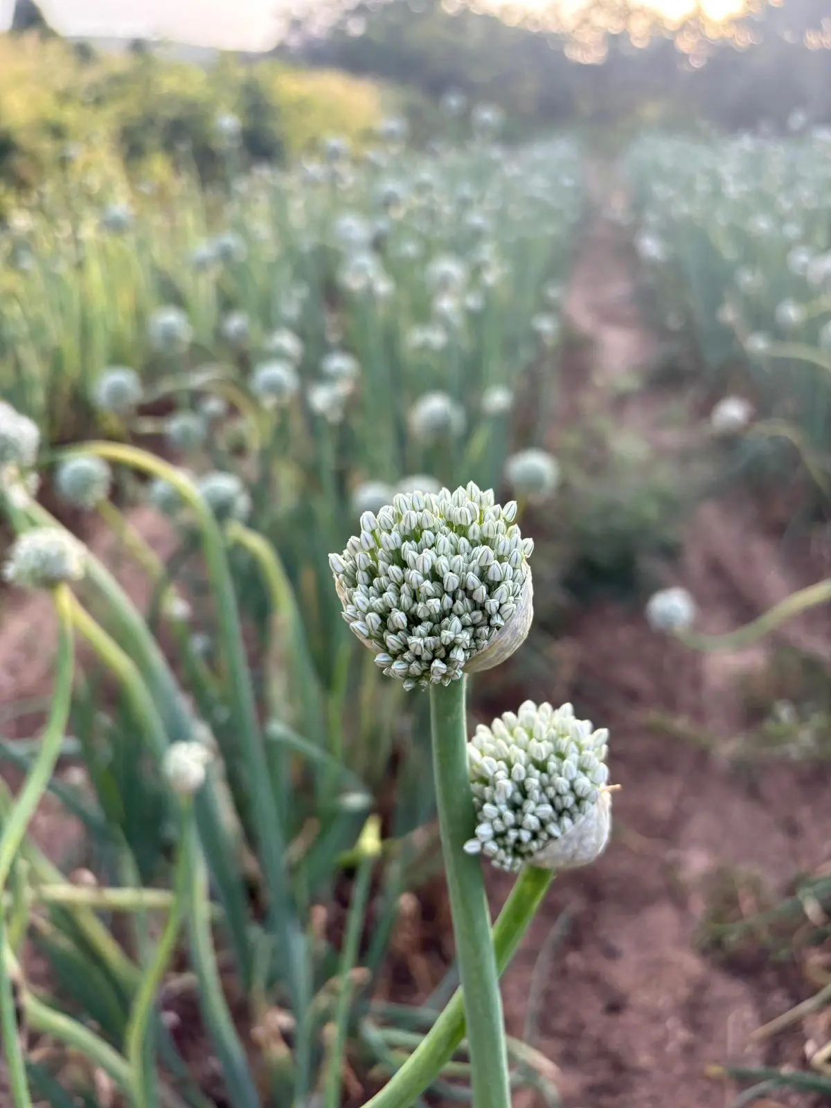 Semi di Cipolla Rossa di Tropea — Azienda Agricola Fratelli Morello